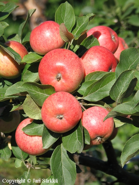 Malus domestica 'Pirja', tarhaomenapuu